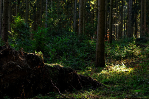 Gefallener Baum / Fallen Tree by Netsrak on Flickr.