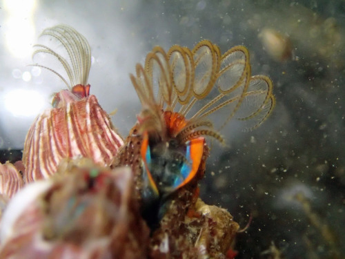astronomy-to-zoology:  Megabalanus californicus …is a colorful species of acorn barnacle foun