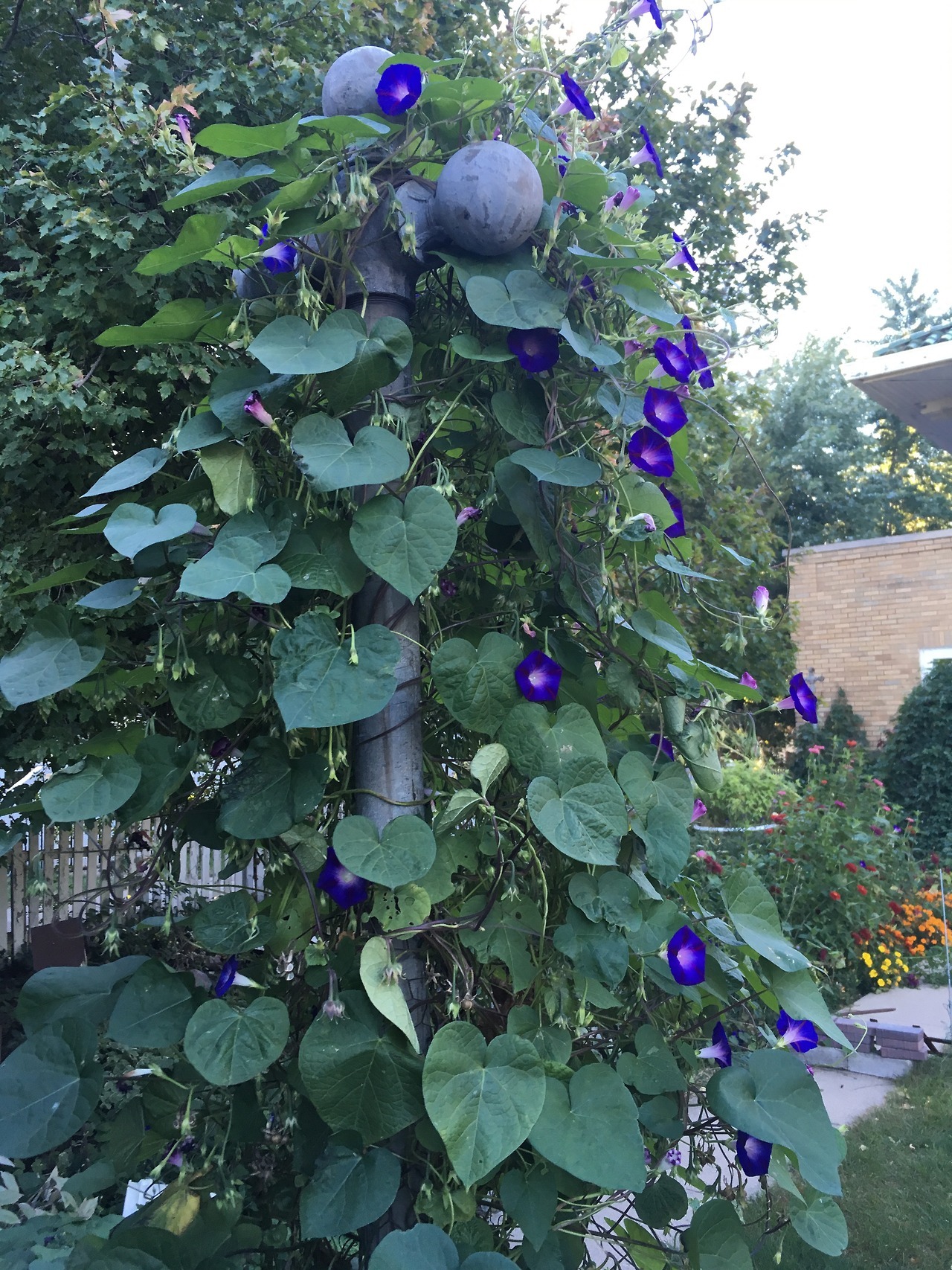 serendipitous-dream:  Morning glories, the glory of my life  9.24.2016