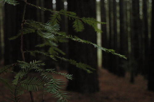 Redwood Forest is a dream.