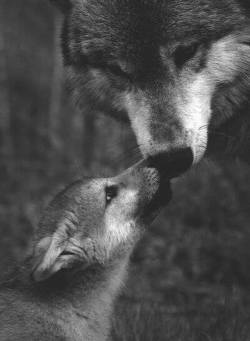 ama-ar-gi:  Wolf = Ma`iingan tnx to http://sh00t1ingstar.tumblr.com/ for discovering some pictures &lt;3