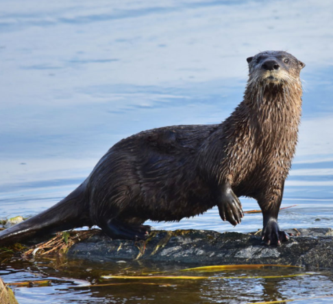 unashamedly-enthusiastic:salt-gremlin:biggest-gaudiest-patronuses:biggest-gaudiest-patronuses:biggest-gaudiest-patronuses:“if you liked this title you may enjoy” but with animal speciesIf You Liked [PINE MARTENS]You May Also Enjoy:If You Liked [THE