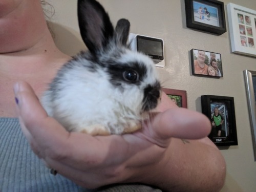jessibunns: Introducing Lord Jon Snow, King of the Buns. Guys, he’s the smallest bunny everrrr