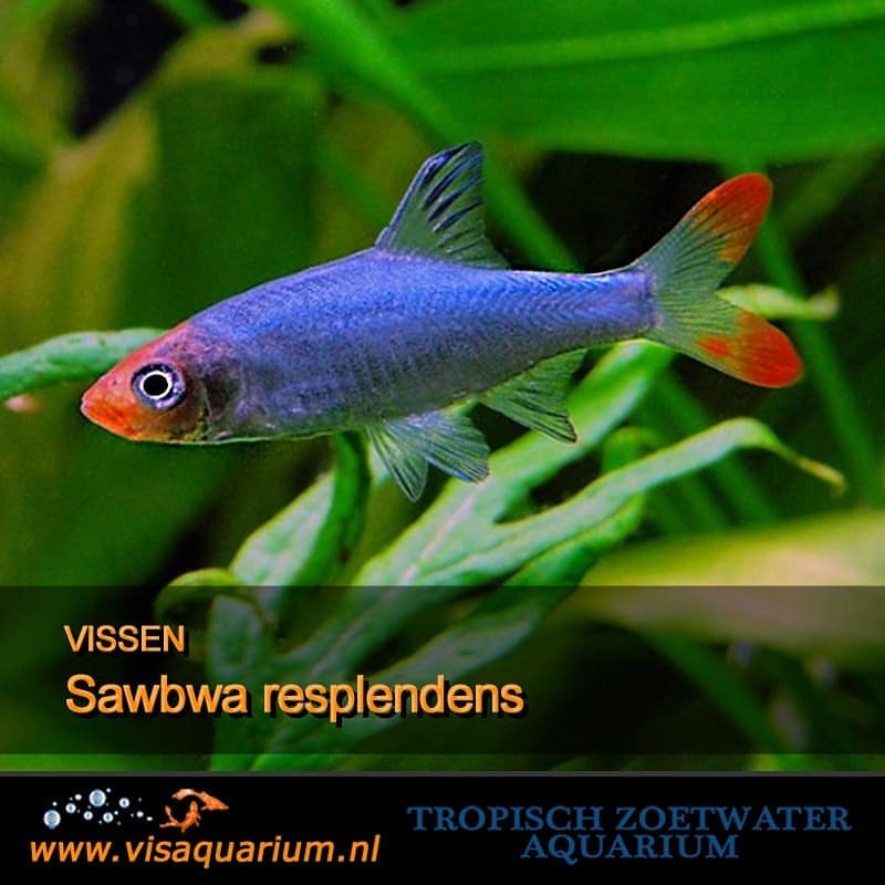 Aquarium vissen : Sawbwa resplendens
#aquarium #vissen #aquariums #aquaria #aquariumfish #fishaquarium #freshaquarium #aquascape #aquariumhobby #freshwaterfish #monsterfish #aquascaping #aquaflora #tropicalfish #aquariumlife #fishkeeper #plantedtank...