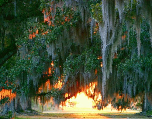 expressions-of-nature:  Fontainebleau State Park, Louisiana by Lana Gramlich