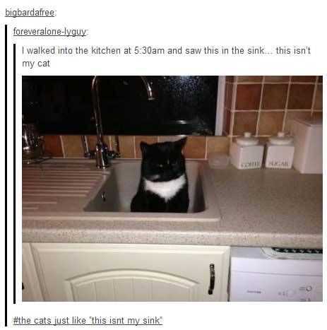 XXX itsstuckyinmyhead:  Cats and Tumblr  photo