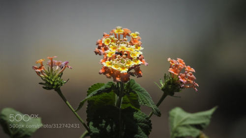 LANTANA FLOWERS IN ONE BRANCH by pratik_acharya2015 Source: https://ift.tt/2YZjWq3