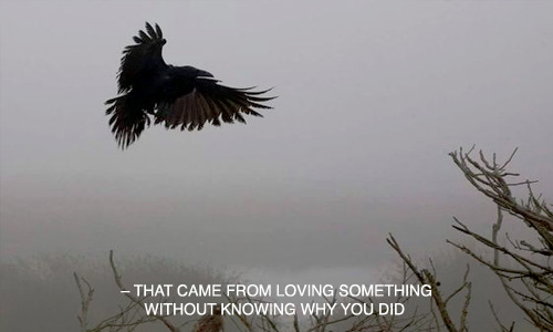 ronanlyneh:–– the raven boys, maggie stiefvater