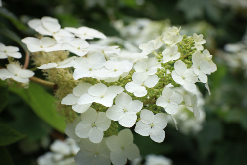 Hydrangea season beginning !    This is Alice, a very large growing Oakleaf Hydrangea