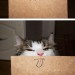 catasters:
