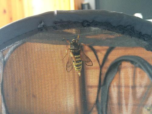 giantleopardmoth: underthehedge – be prepared to be made even more jealous… I made