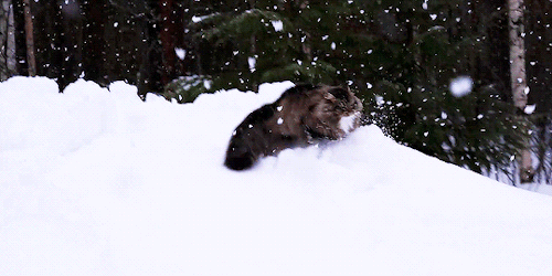 amatesura:Sämpycat in snow