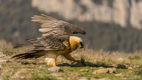 thalassarche: Lammergeier / Bearded Vulture (Gypaetus barbatus) - photo by Pep Gassó