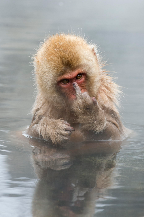 expressions-of-nature: Japanese Macaque Showing Middle Finger | Jari Peltomäki