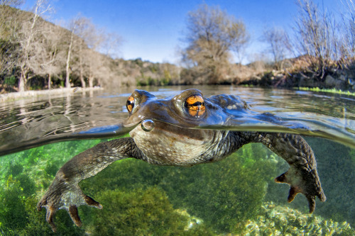 Image © Mathieu Foulquié“This common toad (Bufo bufo) took a liking to me, probably because I looked