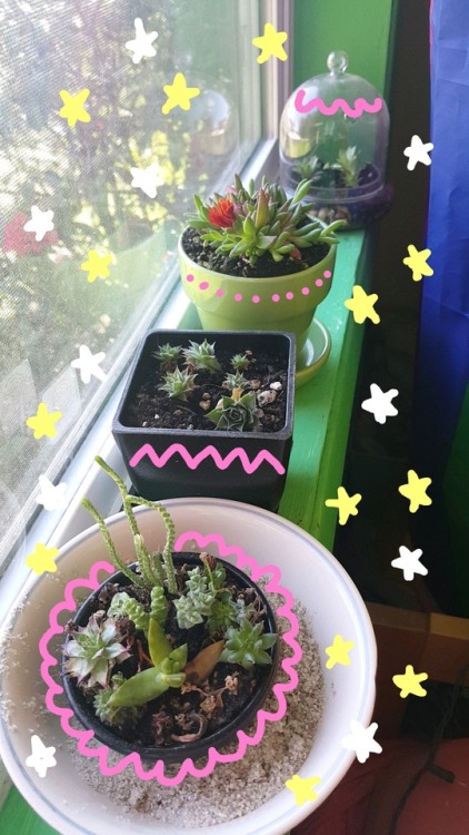 nonbinary-imp:  my Snapchat is all plants today 🌱🏵