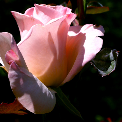 gothiccharmschool: staxilicious: Woodland Park Roses She takes wonderful photos. Hi Stax!