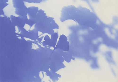 eyste:Shadow of Bombed Trees - Ginkgo, 2013 // Shunya Asami 浅見俊哉 / Shunya Asami - イチョウ / Ginkgo (呼吸す