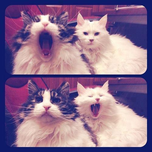 - “Mom, I’m hungry!!”
- “Me too, Mom!!”
Via Kattenmutsen