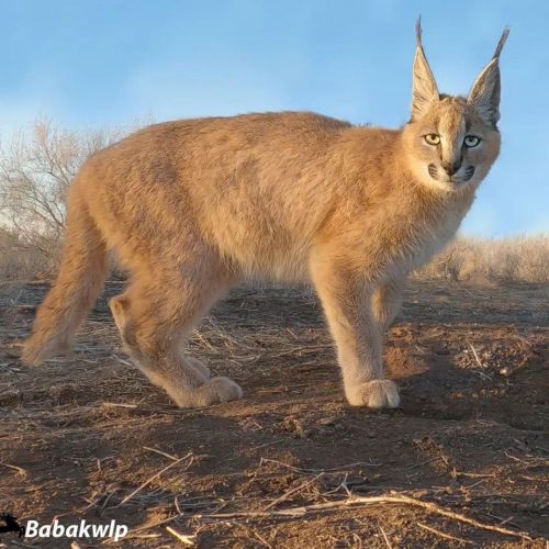 Check out this beautiful shot of a Caracal Cat / Desert Lynx taken in Northern Iran by our very own 