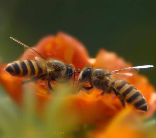 Buddies  #bee #hot_macros #bees #honeybees #macro #macros #macrophotography #macro_champ #macro_visi