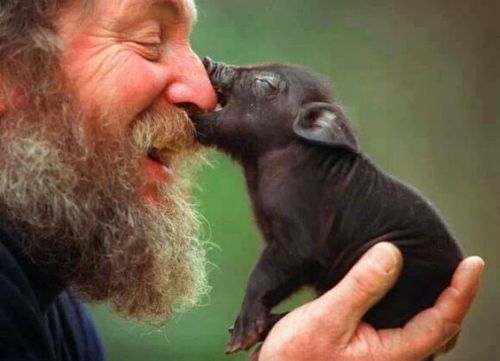 dawwwwfactory: A baby pig nibbles on Robin Williams nose