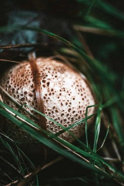 witchy-kitchen-craft:Forest in England, Fall 2019