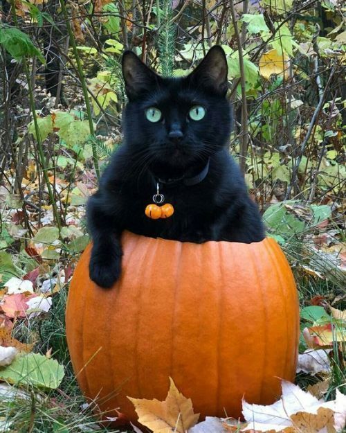 inkedpumpkin - Inked Pumpkin