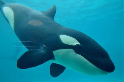 Gender: MalePod: N/APlace of Capture: Born at Kamogawa Sea World, JapanDate of Capture: Born October