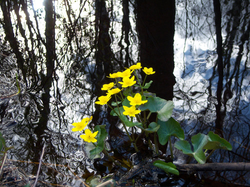 I spent a couple of hours in the woods today. So nice that spring is finally here again! The Mayday 