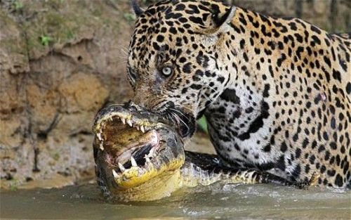 panthxra:  fyanimaldiversity:  Jaguar (Panthera porn pictures