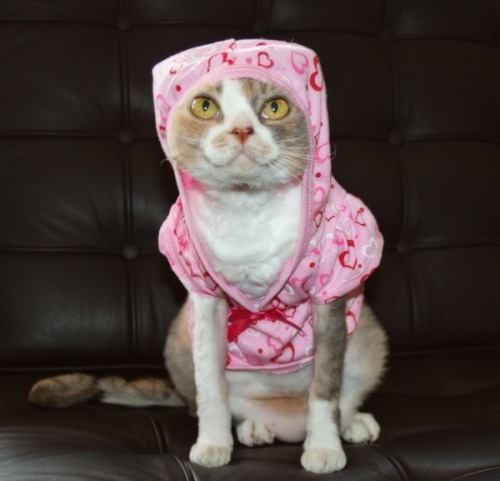 caterville:  It’s All Good in the Hood 