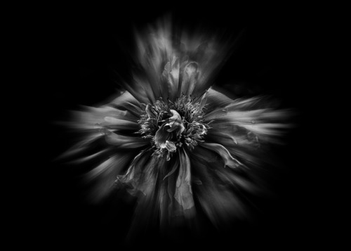 Backyard Flowers In Black And White 49 Flow Version.
Continuation of an ongoing series of black and white photographs of flowers grown in our backyard and in the gardens of our neighborhood here in Toronto Canada.
Digitally enhanced ‘Flow’ version...