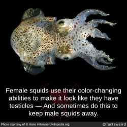 feralwomanscreaming:  deitydiva:  mindblowingfactz:Female squids use their color-changing abilities to make it look like they have testicles — And sometimes do this to keep male squids away.Photo : © Hans Hillewaert/wikipedia.org @yes-this-is-not-ok,