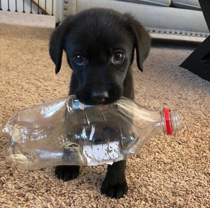 doggosource:  I would do anything he asks