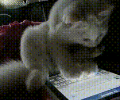Porn goopied: hires this cat to do my tumblr busywork photos