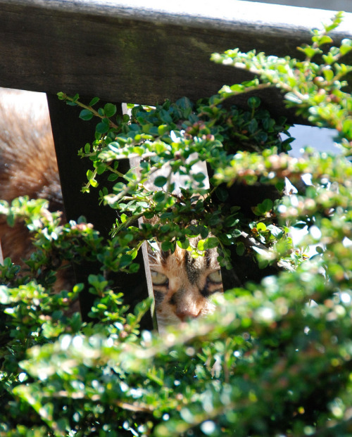 catsbeaversandducks:  “Hey, kid!… Psst!… Wanna buy some catnip?” (Please click on each photo for sources)