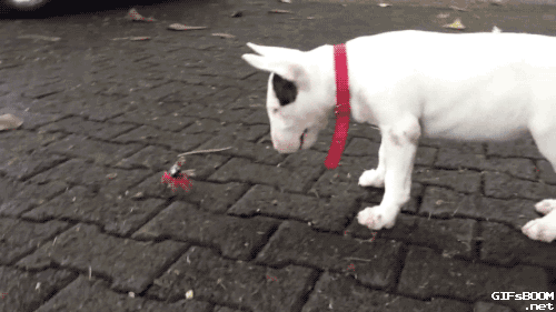 gifsboom:  Bull terrier vs. Crab. Video 