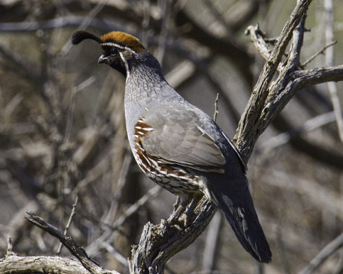 sedonajohn: Gambel’s Quail. Agua Fria National Monument. Cordes, Az.