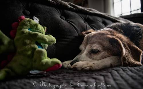 Fine Art Portrait Of The Captivating Capri The Beagle