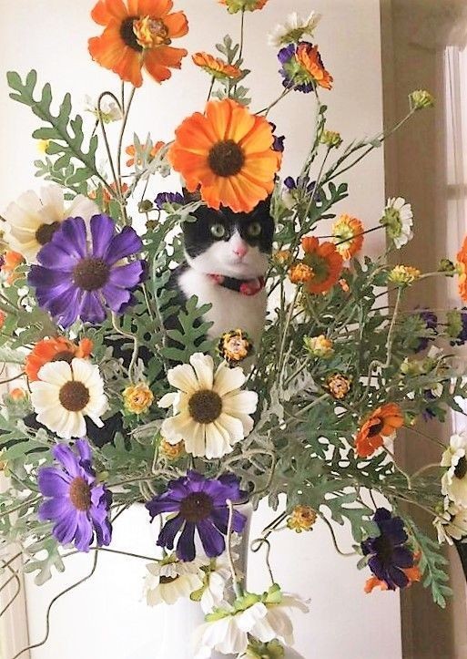recklesslyinfatuated:catasters:Pick of the bunch.