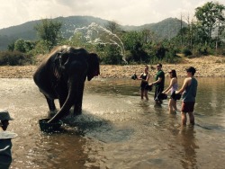 docteryn: eclectic-identity:   esrevinuehtmai:  sixpenceee:  The water flying onto this elephant looks like an elephant too. Posted by reddit user BasedOnAir. It was taken at Elephant Nature Park in Chiang Mai Thailand. According to him this photo is