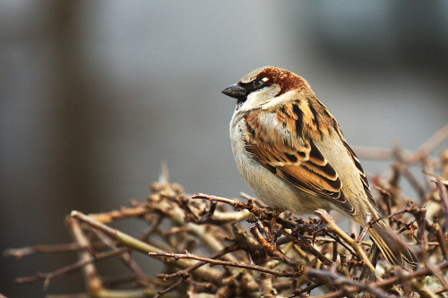 House Sparrow (Passer domesticus) &gt;&gt;by solveig østerø schrøder