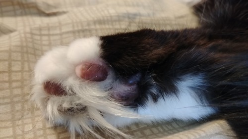 scribefindegil: He got those fluffy beans!