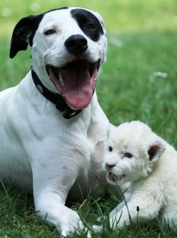  A dog has become stepfather to a rare white