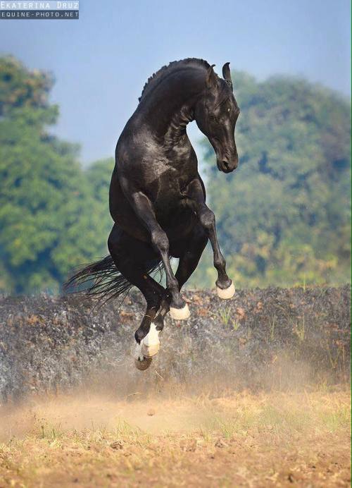 caelidra:all-the-horses:NaagrajBy HansrajMarwari, StallionEARS!!!