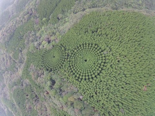 This photo of forest ‘crop circles’ has done the rounds online, with many wondering how 