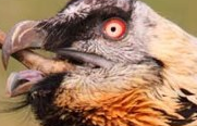 amozon28:  bienwyatt:  habitualparadoxifier:  WHEN YOU RECOGNIZE A VOICE ACTOR IN