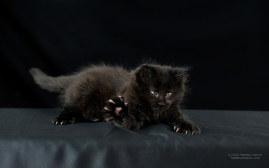 Cheer Up Post #4385 - Black Kittens Edition