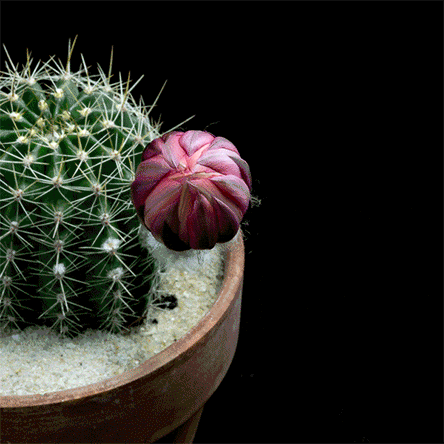 itscolossal:WATCH: Echinopsis Cactus Flowers Seem to Explode Like Fireworks (video)